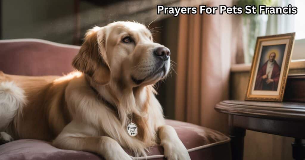 Prayers For Pets St Francis